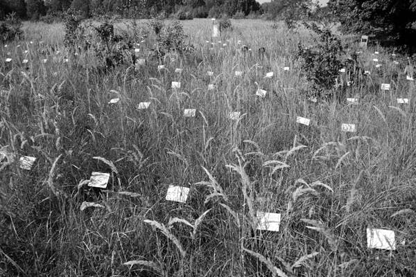 Ghettofeld jüdischer Friedhof Łódź Ghettofeld